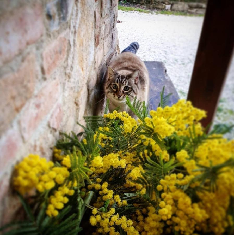 Agriturismo Il Vecchio Mandorlo Perugia Exterior foto